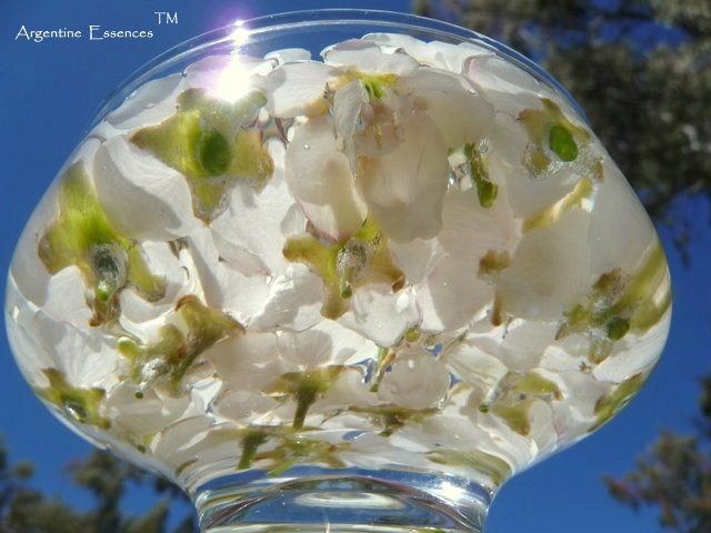 Pear Blossom Flower Remedy