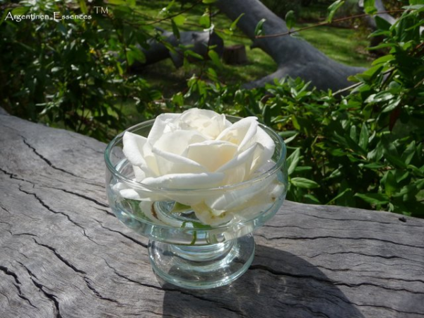 White Rose Flower Remedy