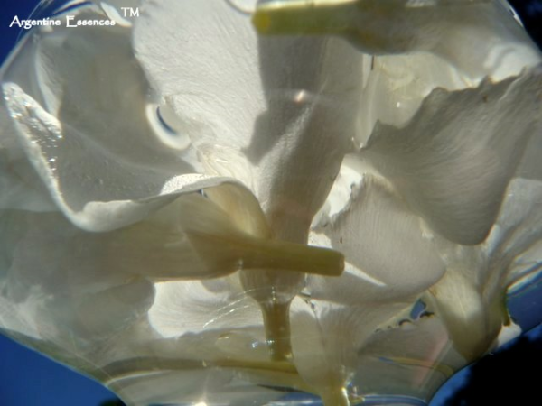 White Oleander Flower Remedy