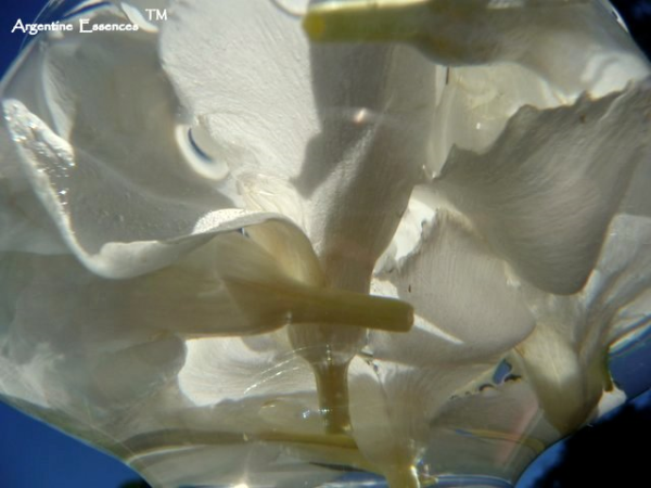 White Oleander Flower Essence