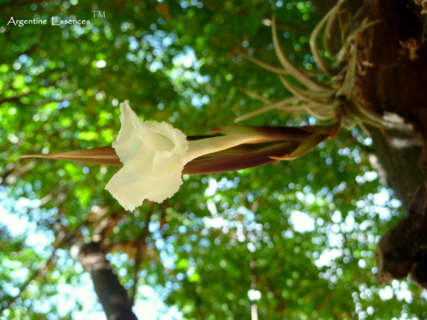 Air Carnation Flower Remedy