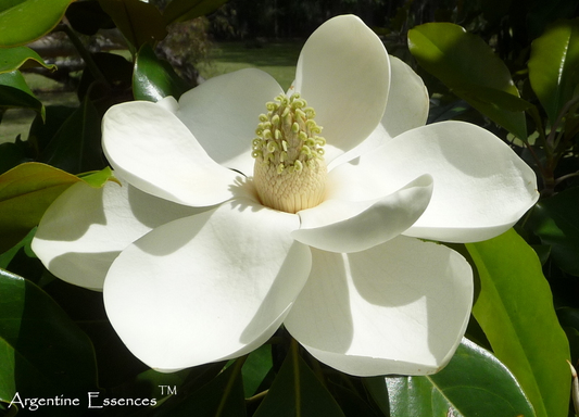 Magnolia Flower Remedy