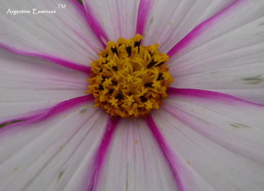White Cosmos Flower Remedy