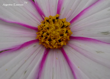 Load image into Gallery viewer, White Cosmos Flower Remedy
