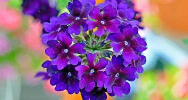 Verbena Flower Remedy