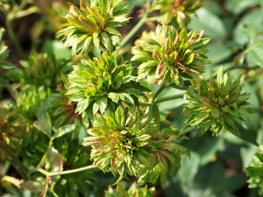 Viridiflora Flower Essence