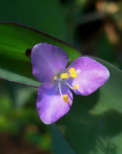 Wandering Jew Flower Remedy