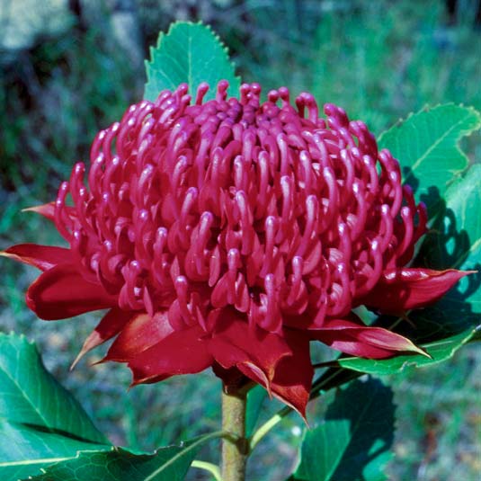 Waratah Flower Essence Remedy