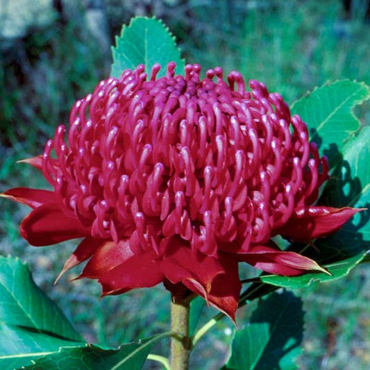 Waratah Flower Essence Remedy