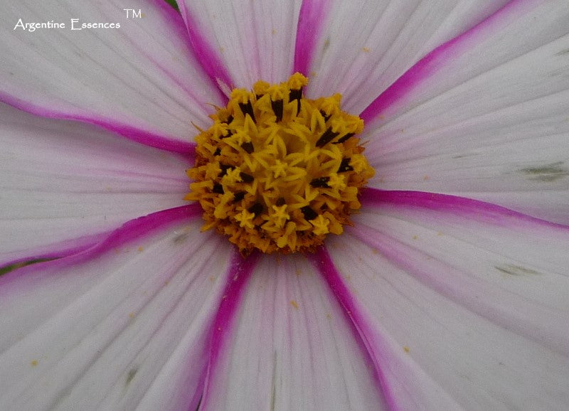 White Cosmos Flower Essence