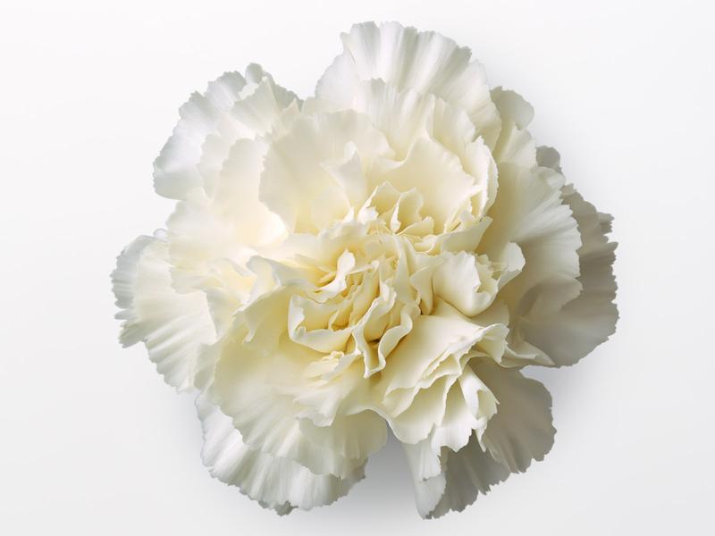 White Carnation Flower Remedy
