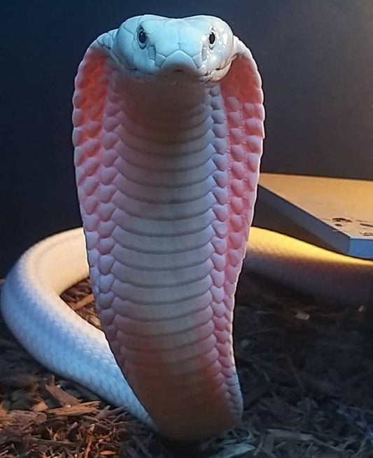 White Cobra Flower essences
