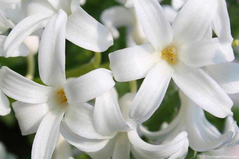 White Hyacinth flower essence