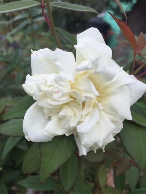 White Petunia Flower Remedy