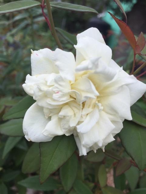 White Petunia Flower Essence
