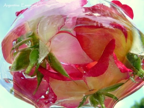 wild rose flower remedy essence