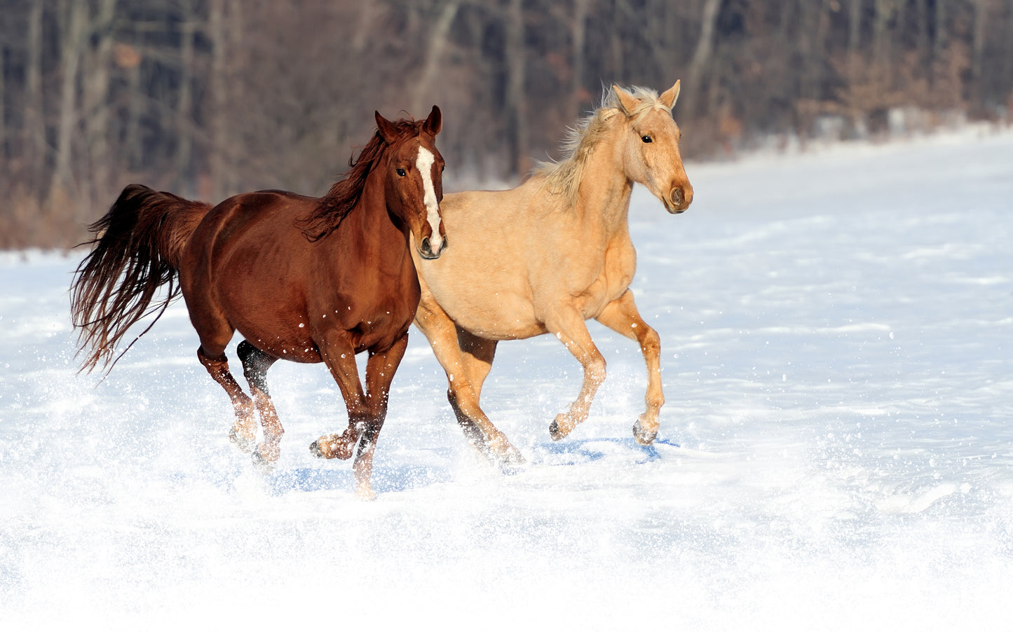 Wild Horse Essence Vibrational Remedy
