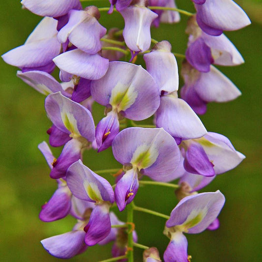 Wisteria Flower Remedy