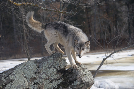 Wolf Essence Vibrational Remedy