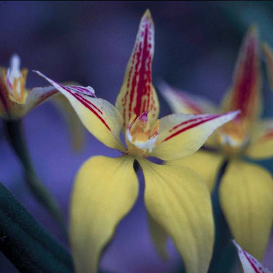 Yellow Cowslip Orchid Flower Essence