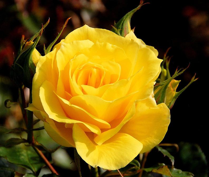 Yellow Rose Flower Remedy