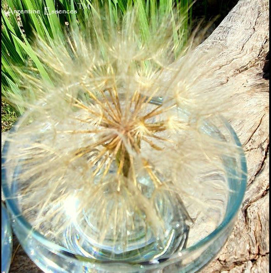 Yellow Salsify Lemurian Seedhead Flower Essence