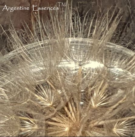 Yellow Salsify Lemurian Seedhead Flower Essence