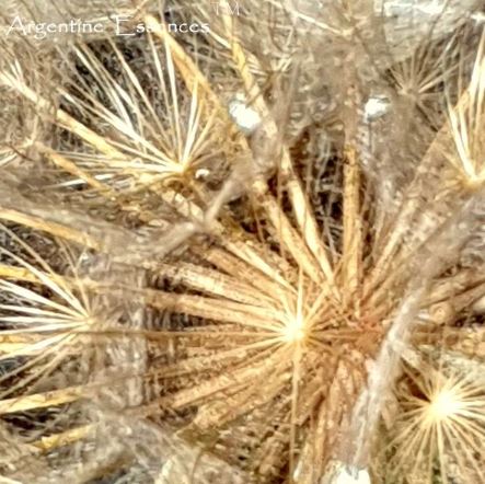 Yellow Salsify Lemurian Seedhead Flower Essence
