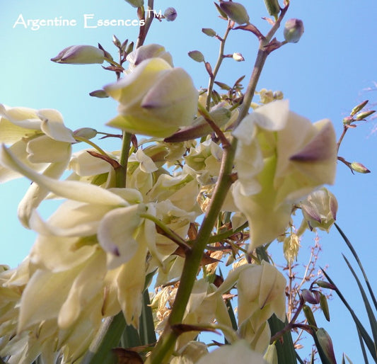 Yucca Flower Remedy by Argentine Essences