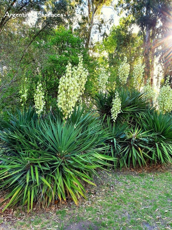 Yucca Flower Remedy by Argentine Essences