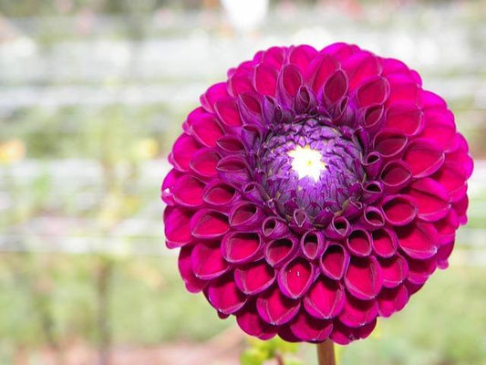 Zinnia Flower Essence Remedy