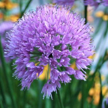 Allium Flower Essence Remedy