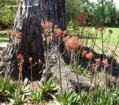 Aloe Vera Flower Remedy by Argentine Essences