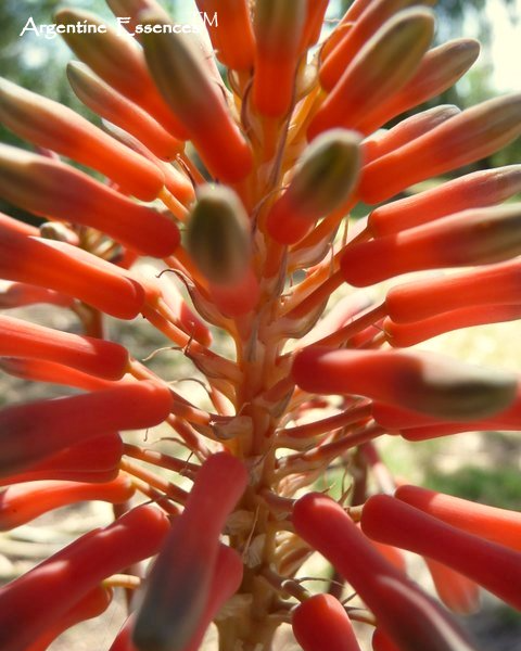 Aloe Vera Flower Remedy by Argentine Essences