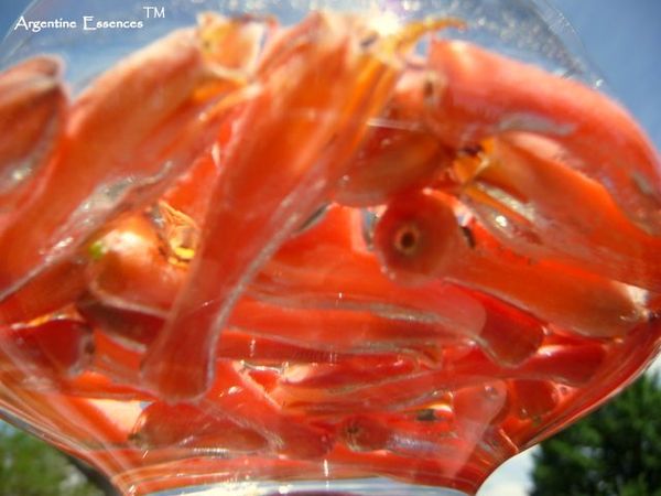 Aloe Vera Flower Remedy by Argentine Essences