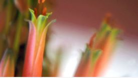 Aloe Flower Remedy