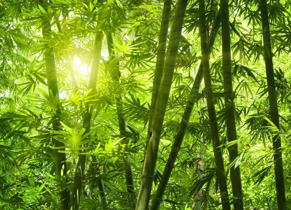 Bamboo Flower Remedy