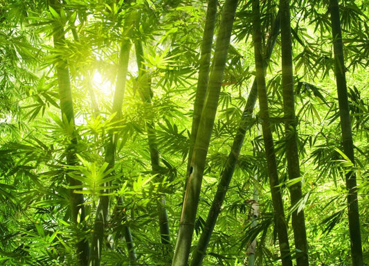 Bamboo Flower Remedy