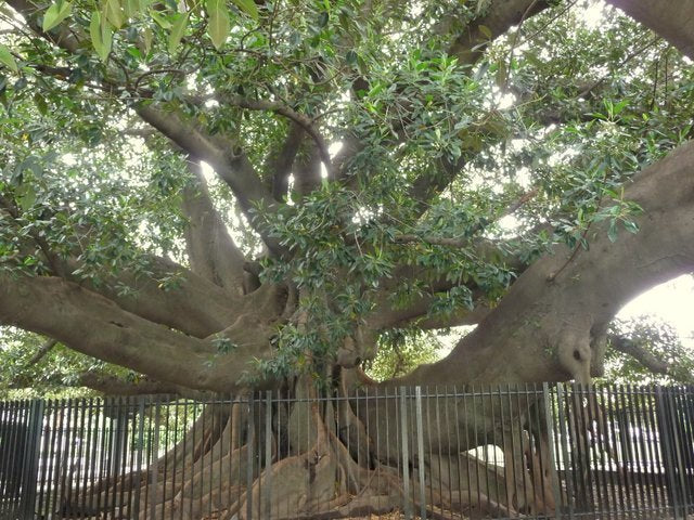 Banyan Tree Vibrational Essence