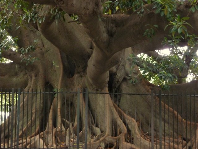 Banyan Tree Vibrational Essence