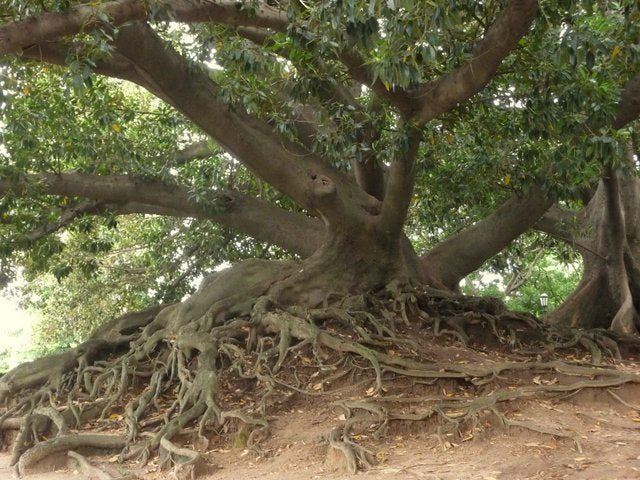 Banyan Tree Vibrational Essence