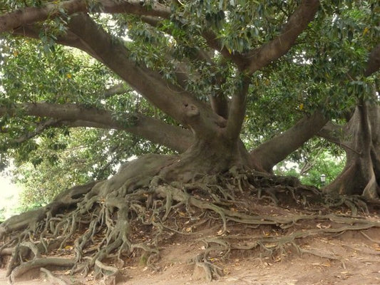 Banyan Tree Vibrational Essence