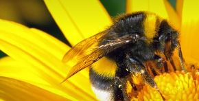 Bumble Bee Essence Vibrational Remedy