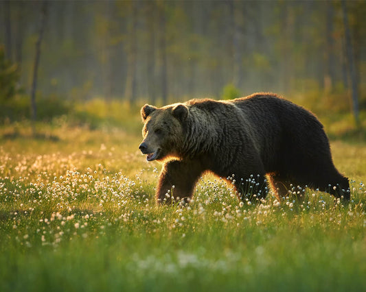 Bear Vibrational Animal Essence | Wild Earth Animal Essences