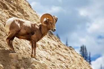 Big Horn Sheep Essence Vibrational Remedy
