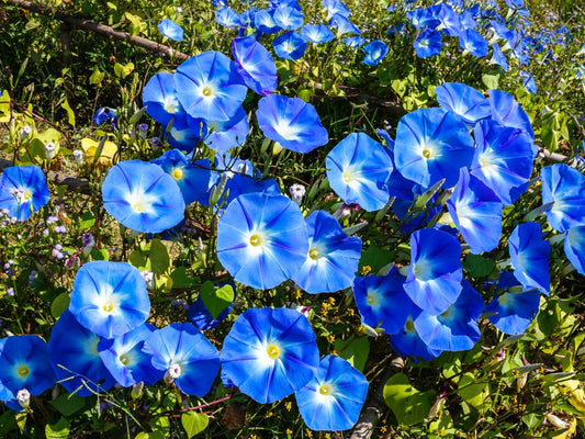 Morning Glory Flower Remedy