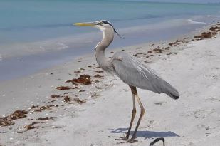 Great Blue Heron Essence Vibrational Remedy