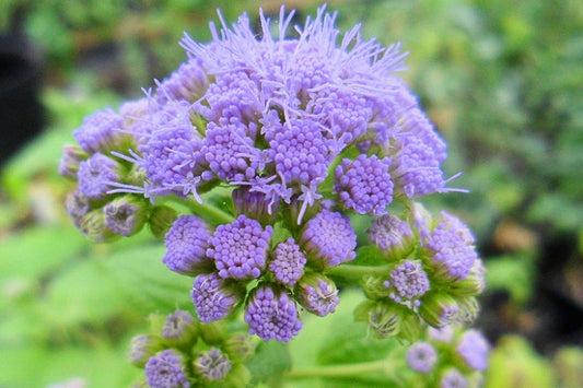 Blue Mist Flower Remedy