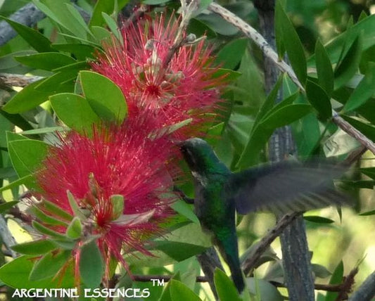 Bottlebrush Flower Remedy