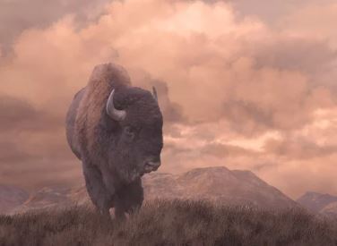 Buffalo Animal Essence Vibrational Remedy